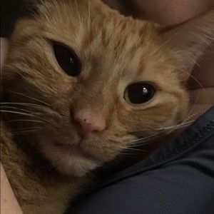 Meet your Posher, Frances